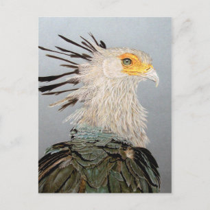 Secretary Bird Postkarte