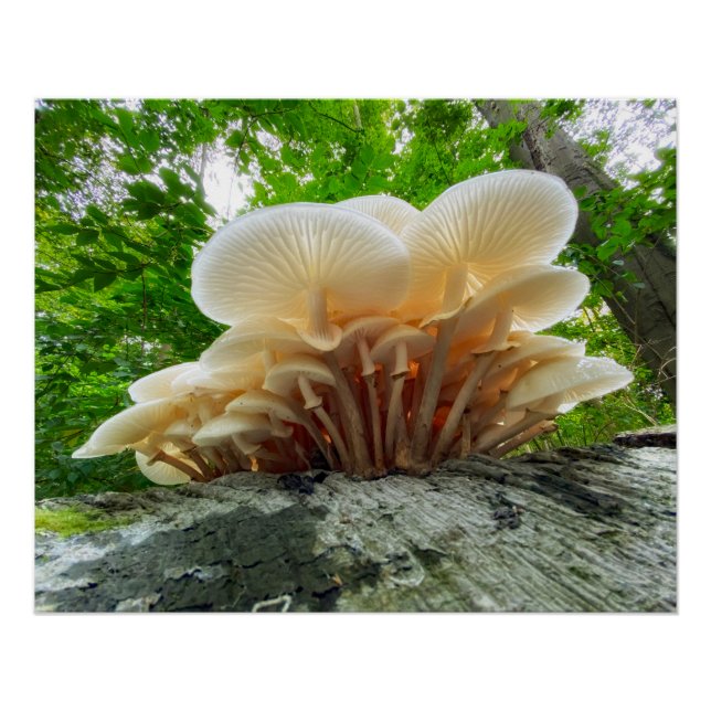 Secrets of nature - autumn fungi's travel poster (Vorderseite)