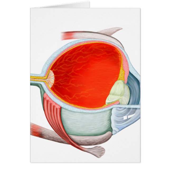 Section De L'Oeil Humain (Devant)