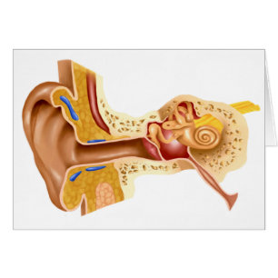 Section De L'Oreille Humaine