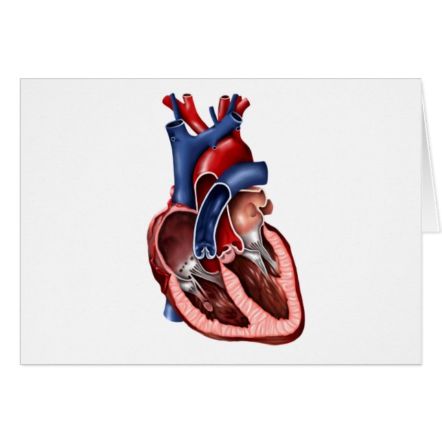 Section Du Coeur Humain (Devant horizontal)