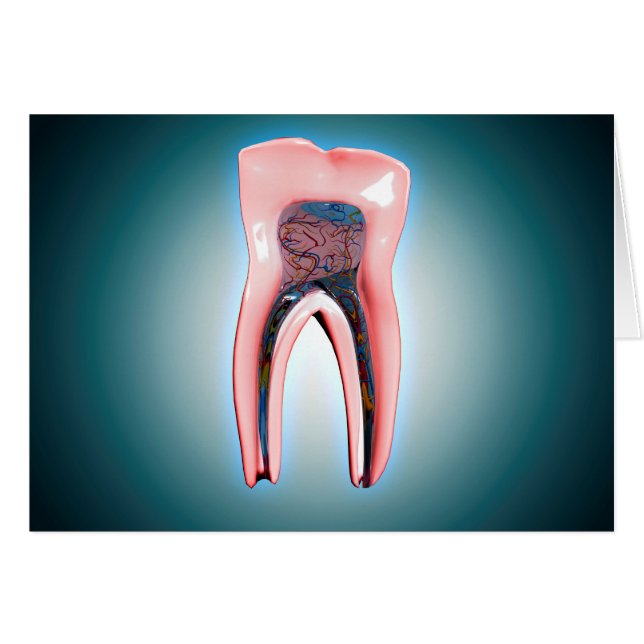 Section D'Une Dent Humaine (Devant horizontal)