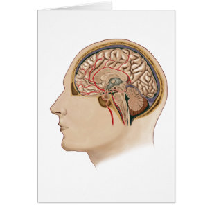 Section transversale de cerveau avec des artères