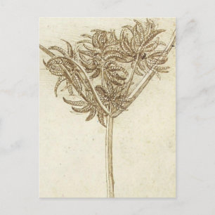 Sedge.jpg von Leonardo da Vinci Postkarte