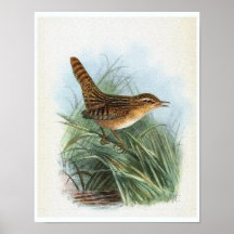 Sedge Wren Vintage Vogelillustration