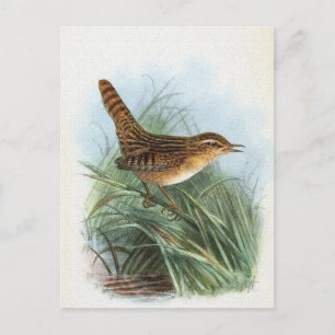 Sedge Wren Vintage Vogelillustration Postkarte