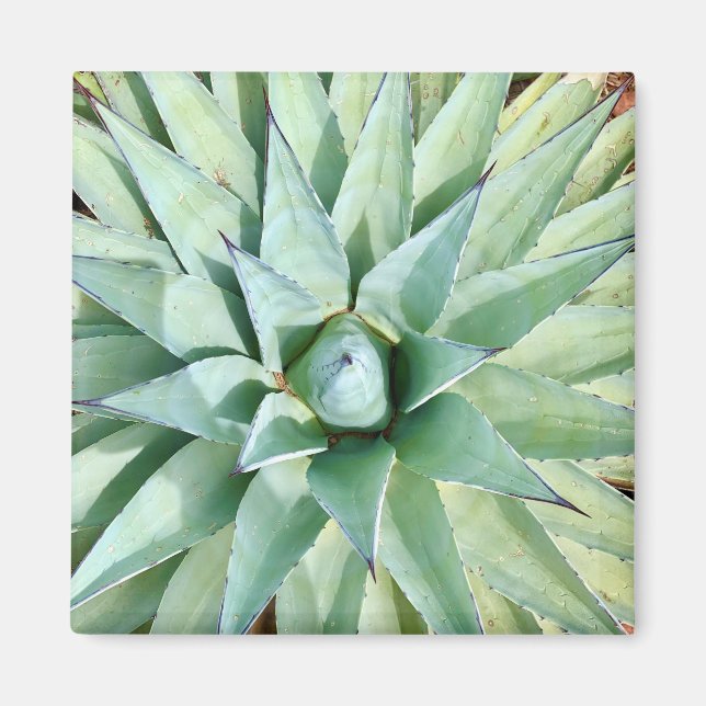 Sedona Green Agave Pflanzen Magnet (Vorne)