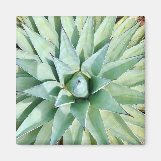Sedona Green Agave Plante Magnet