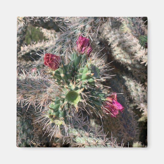 Sedona Pink Cactus Bloom Desert Magnet (Vorne)
