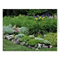 Sedum Artemisia Dianthus Rock Bed Lupine Lilien