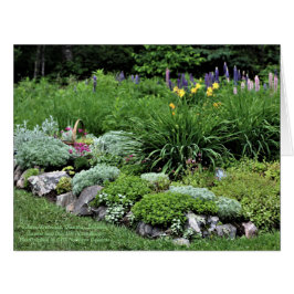 Sedum Artemisia Dianthus Rock Bed Lupine Lilien