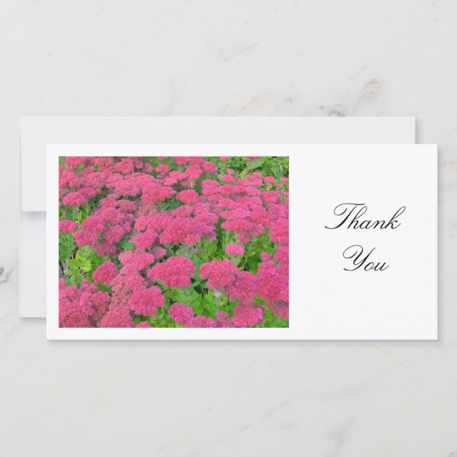 Sedum (Freude im Herbst) - Danke (Vorderseite)