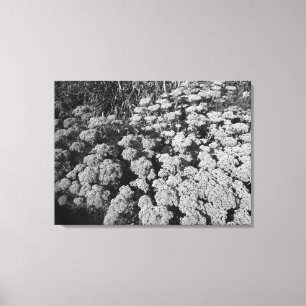 Sedum Herbstfreude (B&W) Leinwanddruck