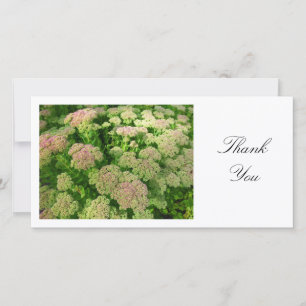 Sedum "Herbstfreude" - Danke