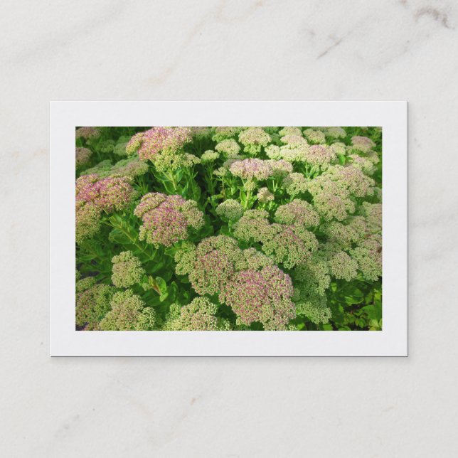 Sedum "Herbstfreude" (grenzt) Visitenkarte (Vorderseite)