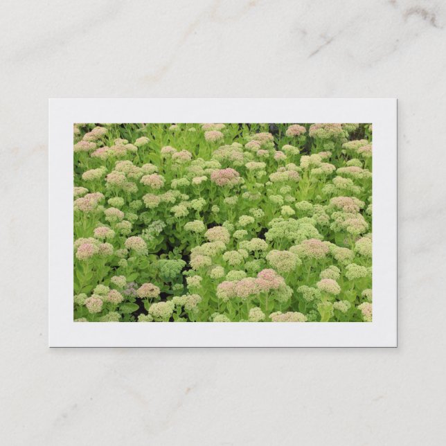 Sedum (Herbstfreude) (grenzt) Visitenkarte (Vorderseite)
