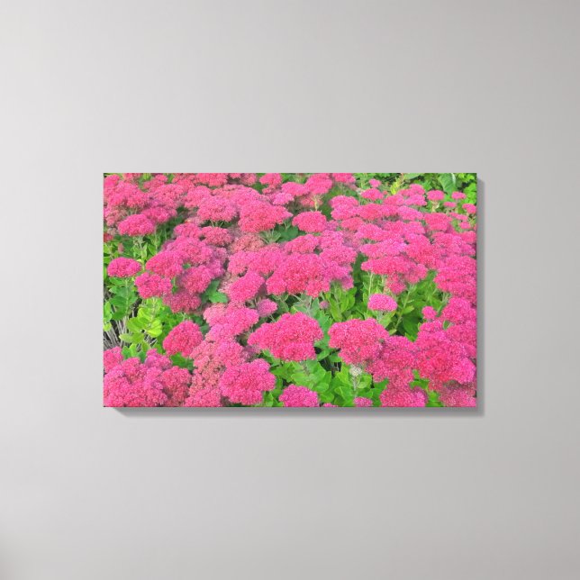 Sedum Herbstfreude II Leinwanddruck (Vorderseite)