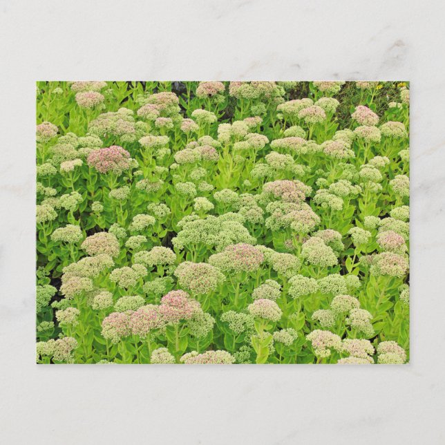 Sedum "Herbstfreude" im Späten August Postkarte (Vorderseite)