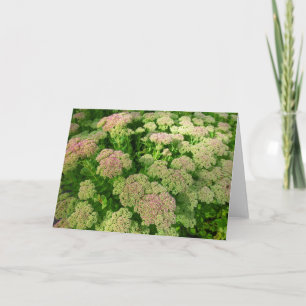 Sedum Herbstfreude Karte