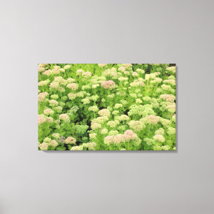 Sedum (Herbstfreude) Leinwanddruck