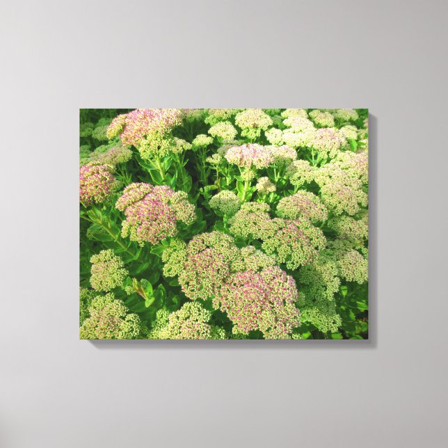 Sedum Herbstfreude Leinwanddruck (Vorderseite)