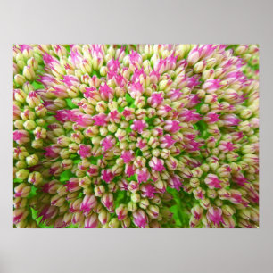 Sedum Herbstfreude Poster