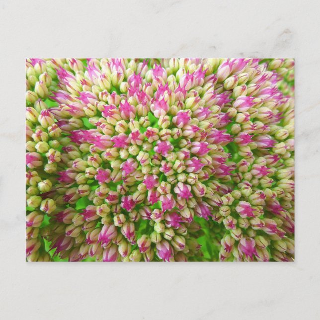 Sedum Herbstfreude Postkarte (Vorderseite)