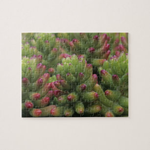Sedum-Pflanze, Arizona-Sonora Desert Museum,