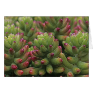 Sedum-Pflanze, Arizona-Sonora Desert Museum,
