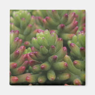 Sedum-Pflanze, Arizona-Sonora Desert Museum, Magnet