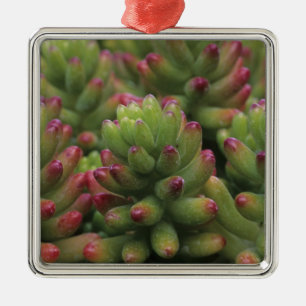 Sedum-Pflanze, Arizona-Sonora Desert Museum, Ornament Aus Metall