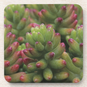 Sedum-Pflanze, Arizona-Sonora Desert Museum, Untersetzer
