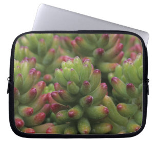 Sedum-Pflanze, Wüstenmuseum Arizona-Sonora, Laptopschutzhülle