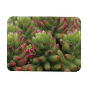 Sedum-Pflanze, Wüstenmuseum Arizona-Sonora, Magnet