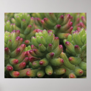 Sedum-Pflanze, Wüstenmuseum Arizona-Sonora, Poster