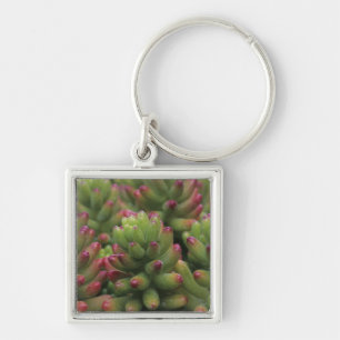 Sedum-Pflanze, Wüstenmuseum Arizona-Sonora, Schlüsselanhänger