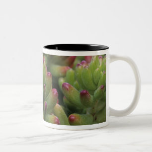 Sedum-Pflanze, Wüstenmuseum Arizona-Sonora, Zweifarbige Tasse