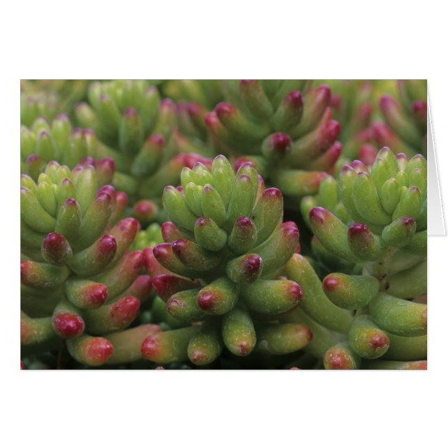 Sedum plante, Arizona-Sonora Desert Museum, (Devant horizontal)