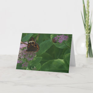 Sedum, Schmetterling u. Biene Karte