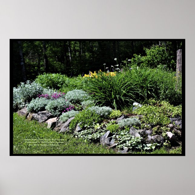 Sedum Silvers Pinks Rock Garden Poster (Vorne)