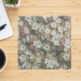 Sedum Spathulifolium Succules floral Steinuntersetzer