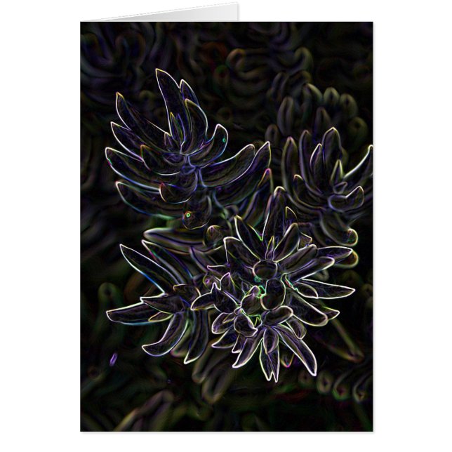 Sedum succulent (Devant)