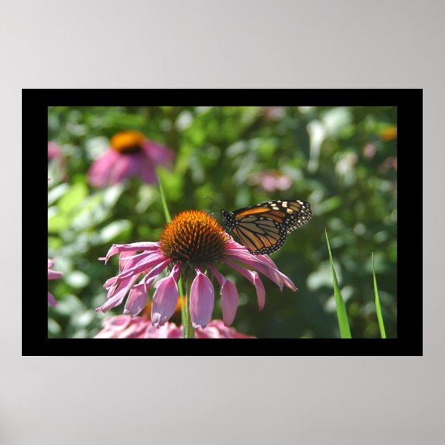 See Como Park Butterfly Poster (Vorne)