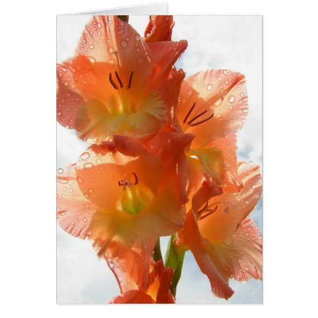 See-through Gladiolas (Vorne)