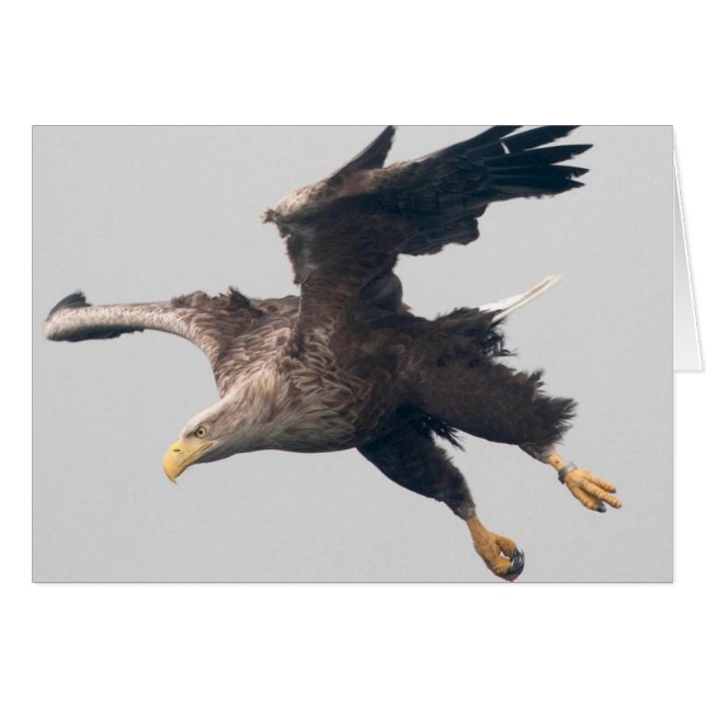 Seeadler (Vorderseite (Horizontal))