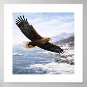 Seeadler (Haliaeetus albicilla) – Poster