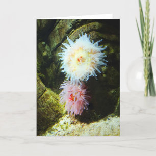 Seeanemone Feiertagskarte