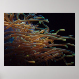 Seeanemone Poster