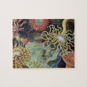 Seeanemone wissenschaftliche Natur Ozean
