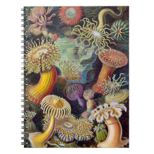 Seeanemone Wissenschaftliche Natur Ozean Notizblock